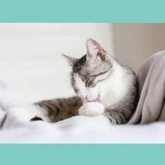 "고양이