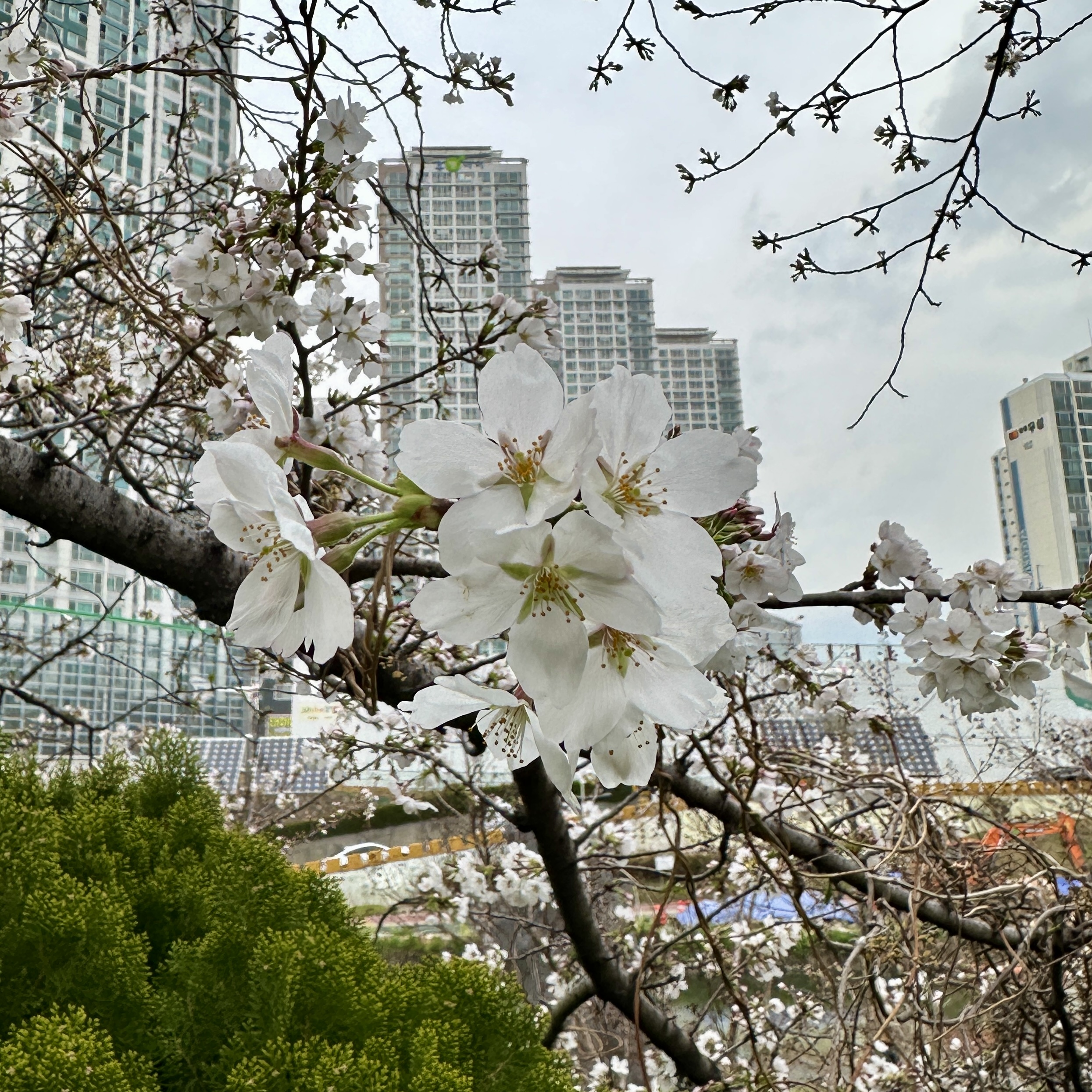 온천천시민공원_벚꽃실시간