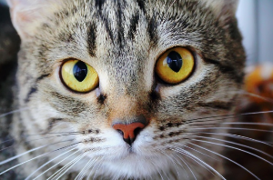 이쪽을 바라보는 고양이