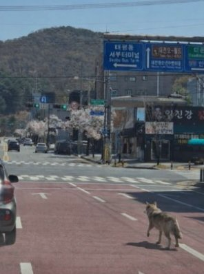 대전 오월드 늑대 늑구 탈출 원인 암컷 드론 생포