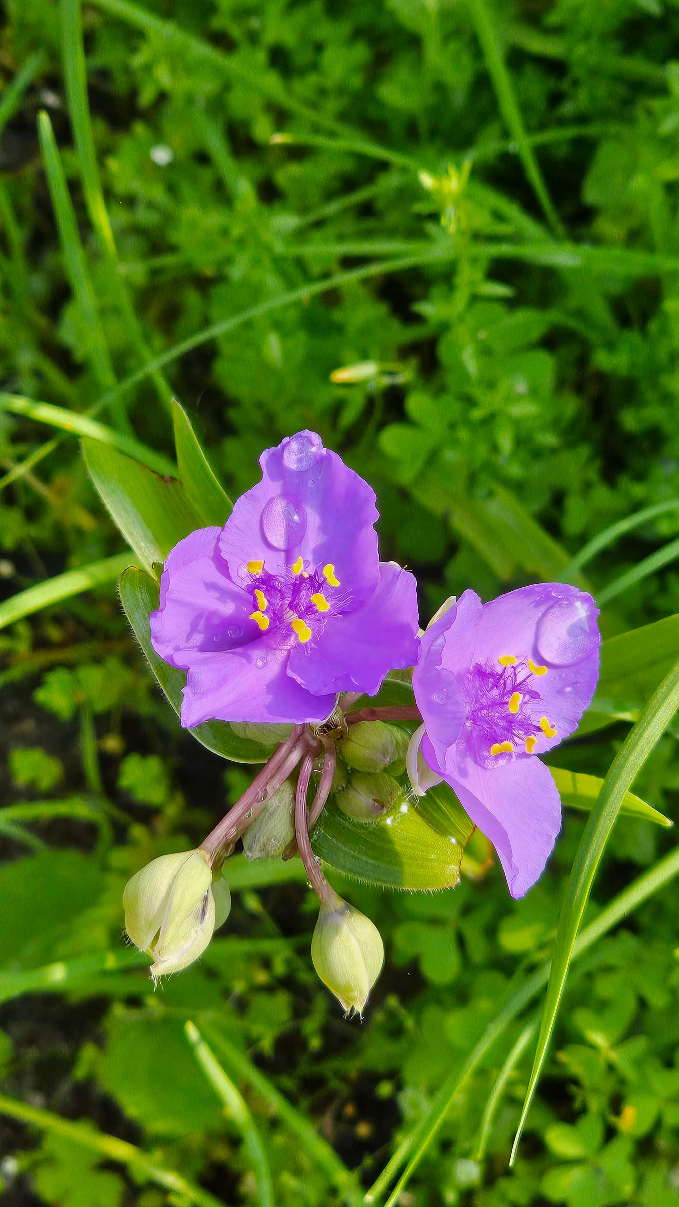 꽃을 보면 기분이 좋아지는 이유