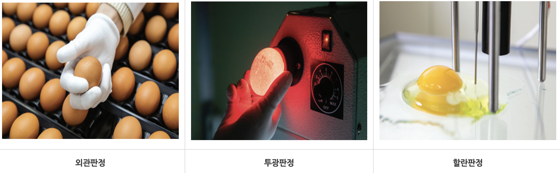 계란! 안전하게 관리하고 섭취하자! 신선하고 좋은 계란 구분방법 및 보관방법