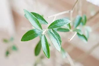 화분 잎끝마름 해결 습도관리 분무타이밍 물주기조절 실내가습 요령_6