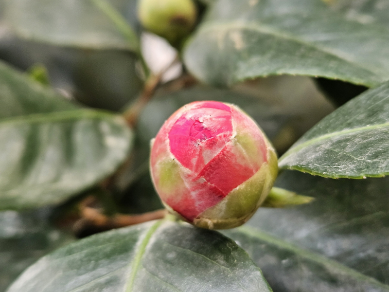 애기동백나무 꽃2