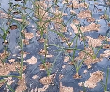 마늘 파종시기와 거름 주는 방법 알아볼까요 1