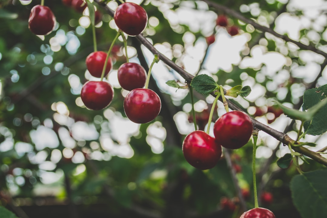 Cherry