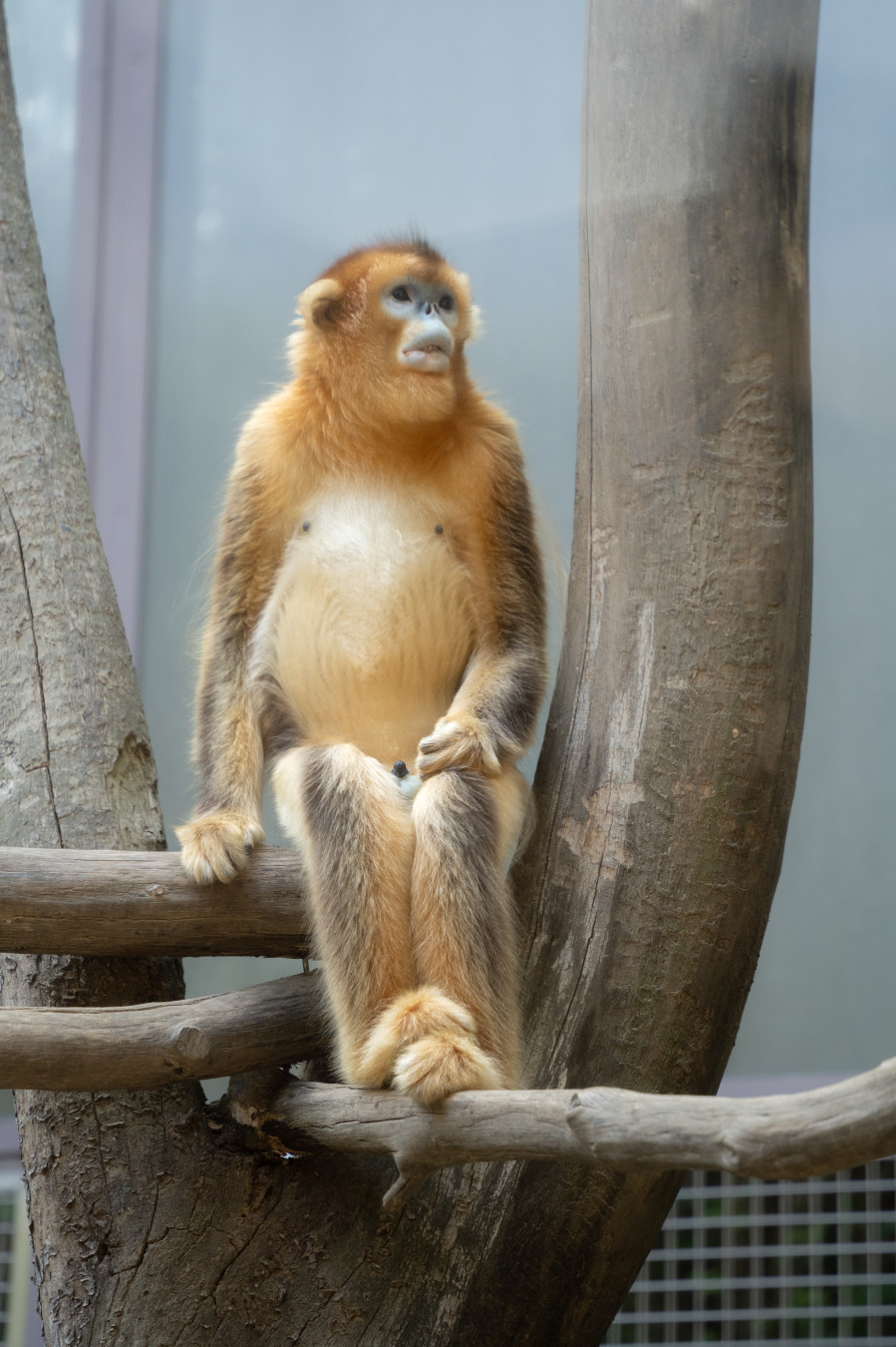 에버랜드 판다월드 황금원숭이