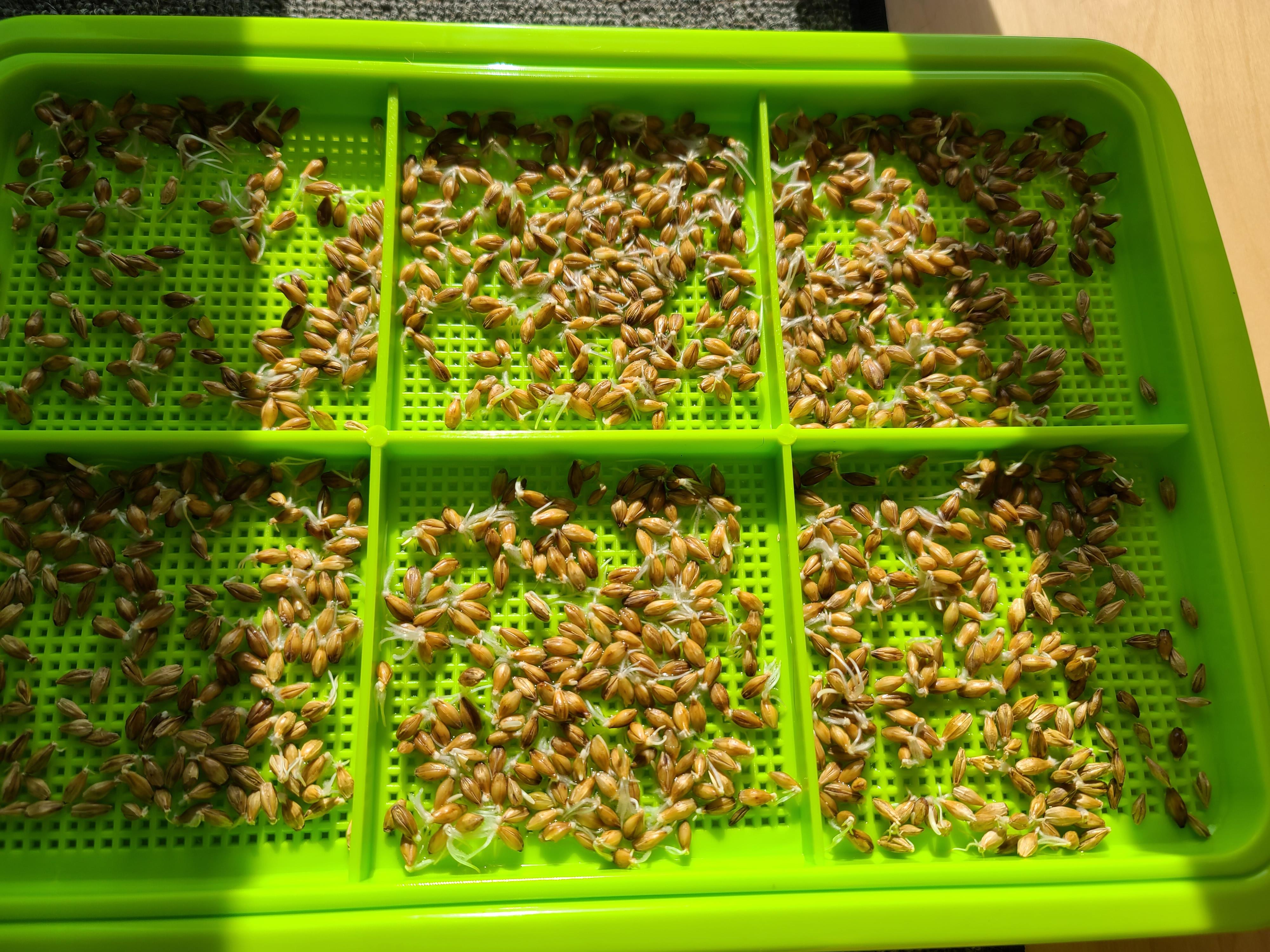 캣글라스가 무섭게자라네요