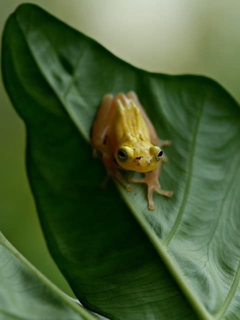 사람보다 비싼 개구리알? 희귀 양서류 사육 사업 도전하기