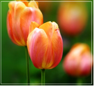 태안 튤립축제 기간 입장료 할인