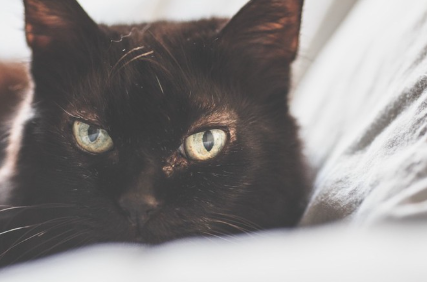 검은 고양이 업로드.