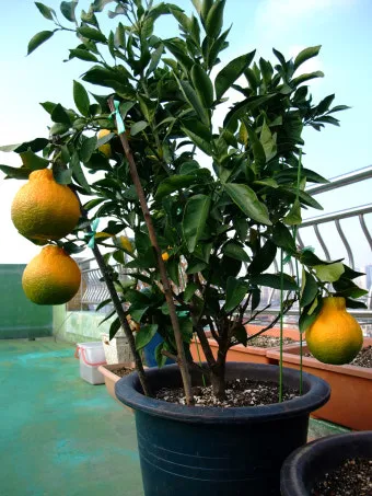 한라봉 재배 비가림 재배 가지 전정 당도 높이기_6