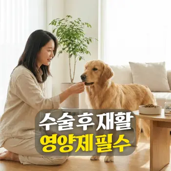 수술 후 재활 영양제 필수
반려견 보호자(한국인)가 거실에서 정성스럽게 강아지용 관절 영양제와 사료를 챙겨주고 있는 모습, 강아지는 튼튼하고 건강하게 서 있는 모습