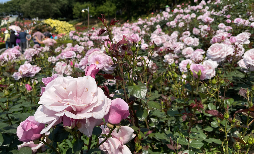 부천 백만송이장미축제