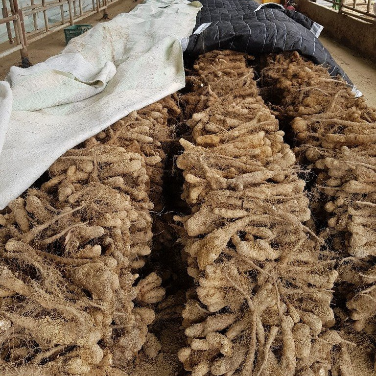 순수마 100퍼센트 안동 참마, 하루 한 잔부터 요리까지 활용하는 방법