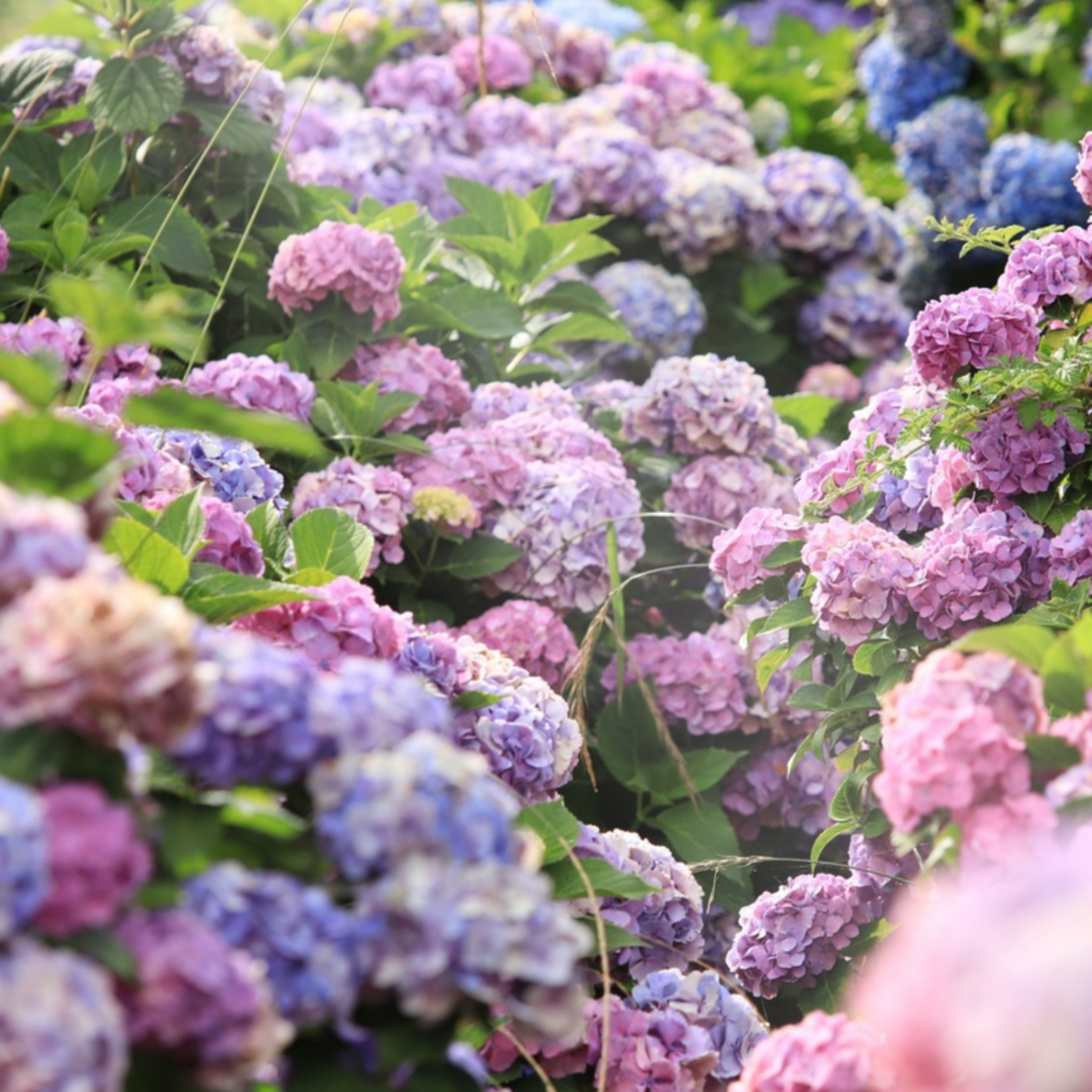 보름왓 토종 수국 꽃축제