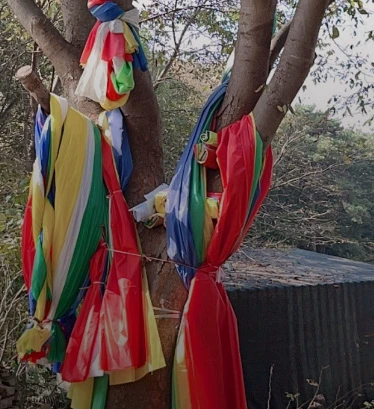 천이 걸려있는 당산나무