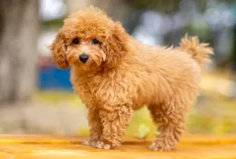 말티푸가격 2024년 솔직한 분양가 정보_6