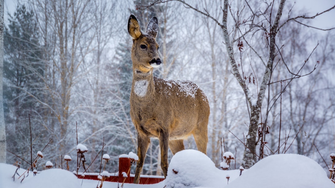 Visitor