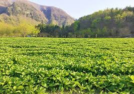 농민수당 자격 확인