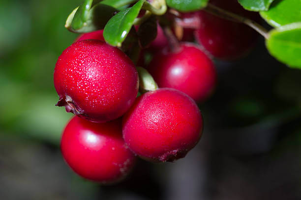 링곤베리 효능은 다이어트와 항산화 효과에 뛰어납니다