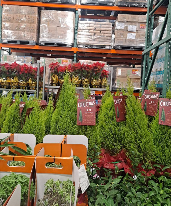 코스트코 풍성한 화분들