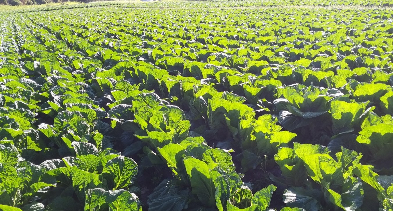 강원도 고랭지 절임배추 주문 