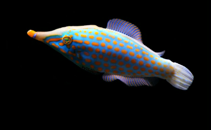 물고기꿈 상황별 해몽