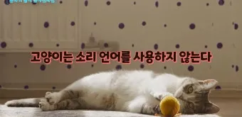 고양이 수다스러운 이유 7가지 행동 심리_17