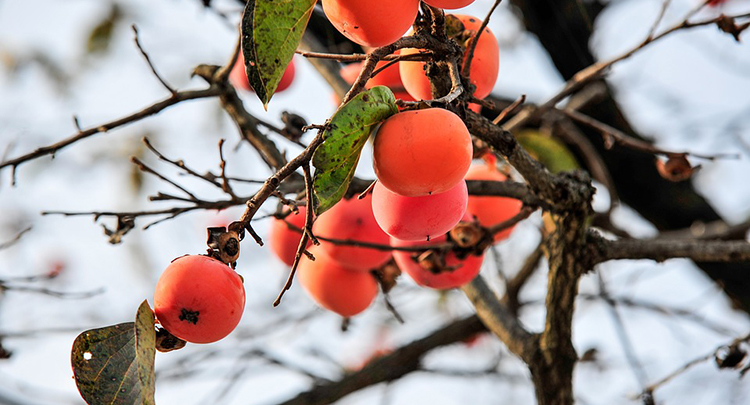 홍시 연감 오시 백시 관련 건강 식품의 건강 효능