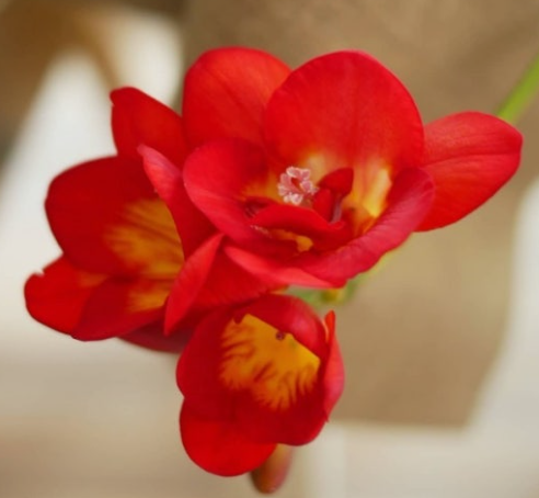 빨간 프리지아 꽃말