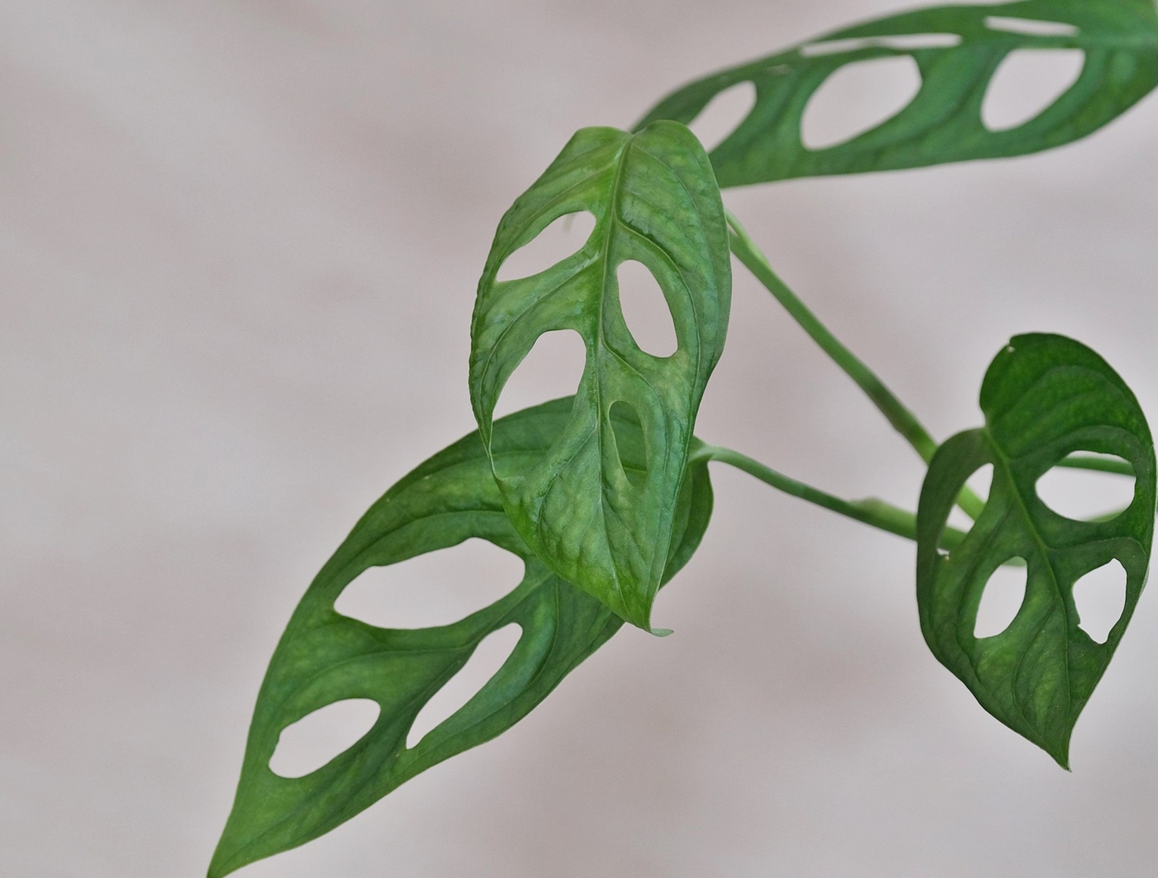 겨울 화초 90%가 망하는 이유! 보이지 않는 탈수 현상