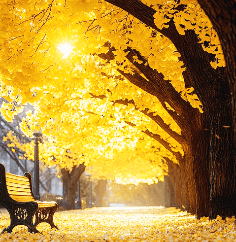 노란 은행잎이 풍성한 은행나무가 즐비한 거리다. 벤치의자가 한 개 있다.