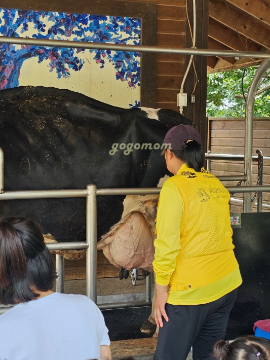 아그로랜드 소젖짜기