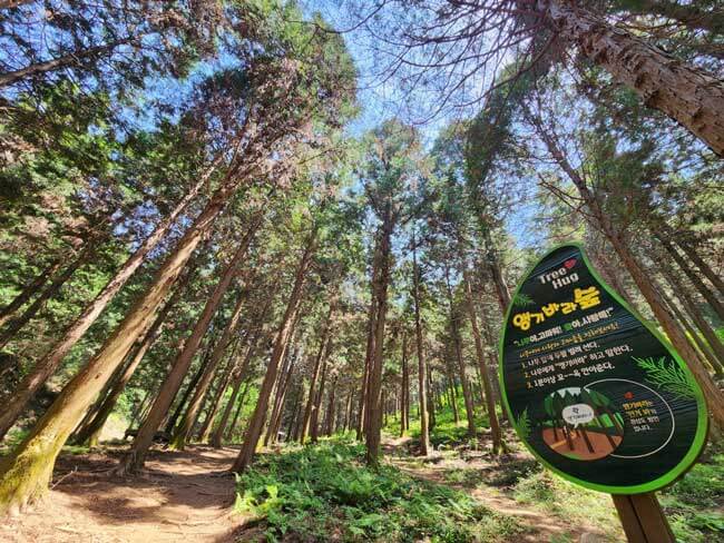 숲나들e 예약 방법부터 추천 캠핑장까지! 2025년 완전정리