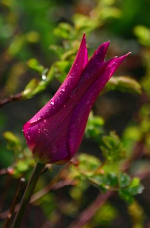 Purple star tulip