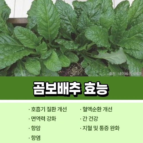 곰보배추 효능
