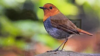 붉은가슴울새 영국 겨울 새 특징 매력 이미지_20