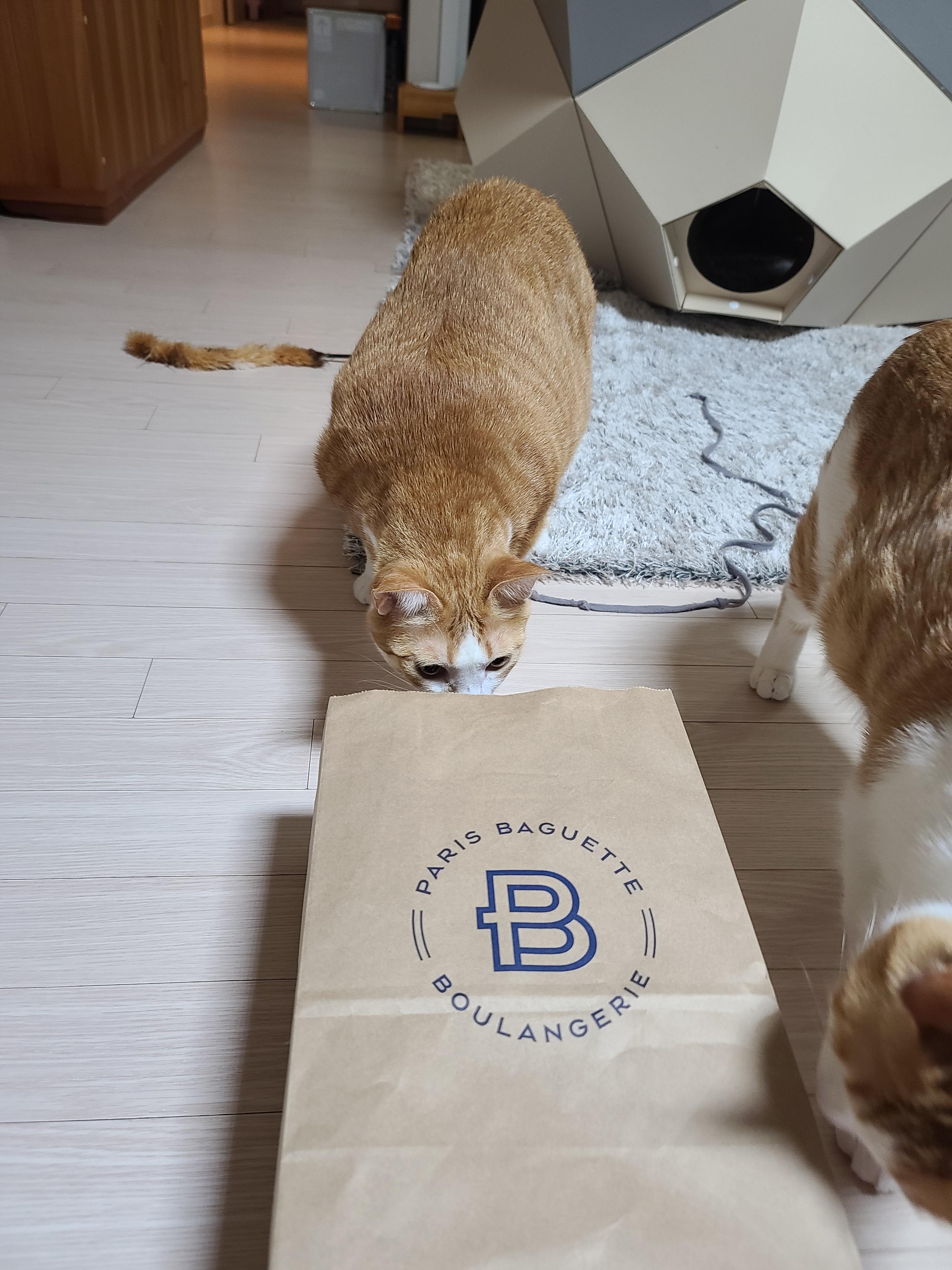 고양이들에게 최고의 장난감은