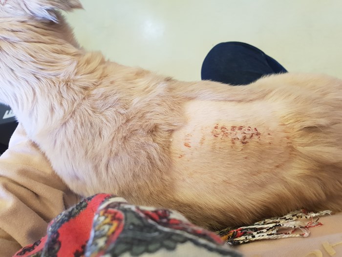 강아지-등에-디스크-수술자국이-있는-사진