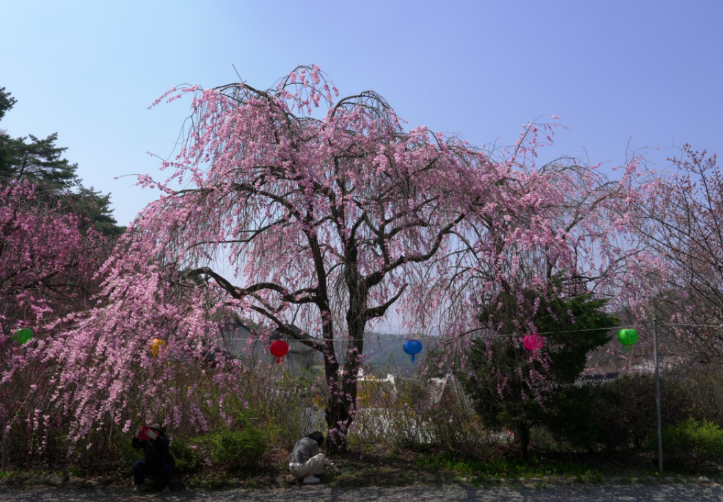 충남 벚꽃 명소 드라이브 코스 베스트 5 (각원사&amp;#44; 원성천&amp;#44; 공주 동학사&amp;#44; 서산 문수사&amp;#44; 서산 개심사 )