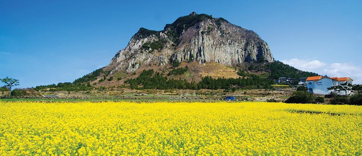 성산일출봉 유채꽃