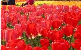 태안 튤립 축제(2025) 일정 맛집 추천관광지 관련 사진