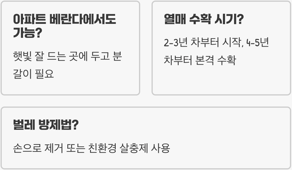 초보 텃밭러도 성공! 실패 없는 매실나무 키우기 (모종 선택부터 수확까지 A to Z)