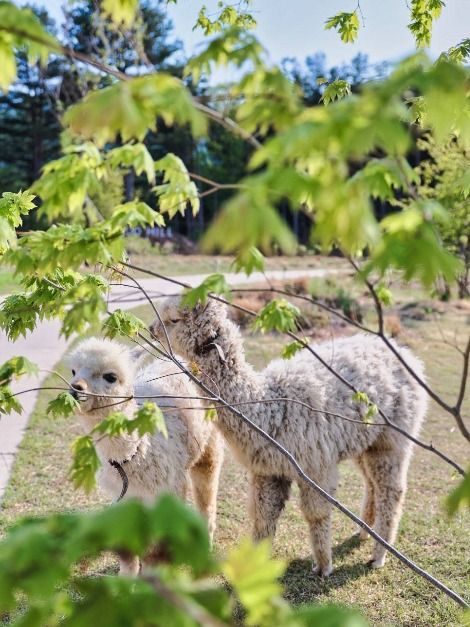 가평 양떼목장 유채꽃 축제