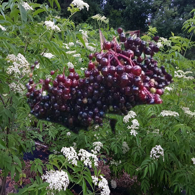 엘더베리 꽃과 열매