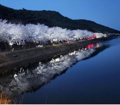 부안 벚꽃