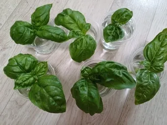 바질 재배 실내 재배 가지 치기 잎 수확_6