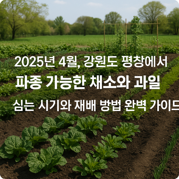 강원도 평창 딸기 재배 방법 완벽 가이드, 초보도 성공하는 고랭지 딸기 농사법