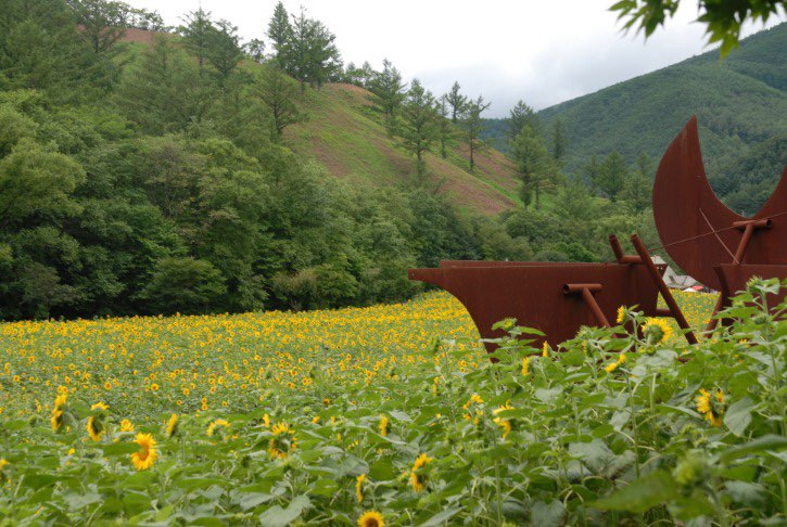 태백 해바라기축제